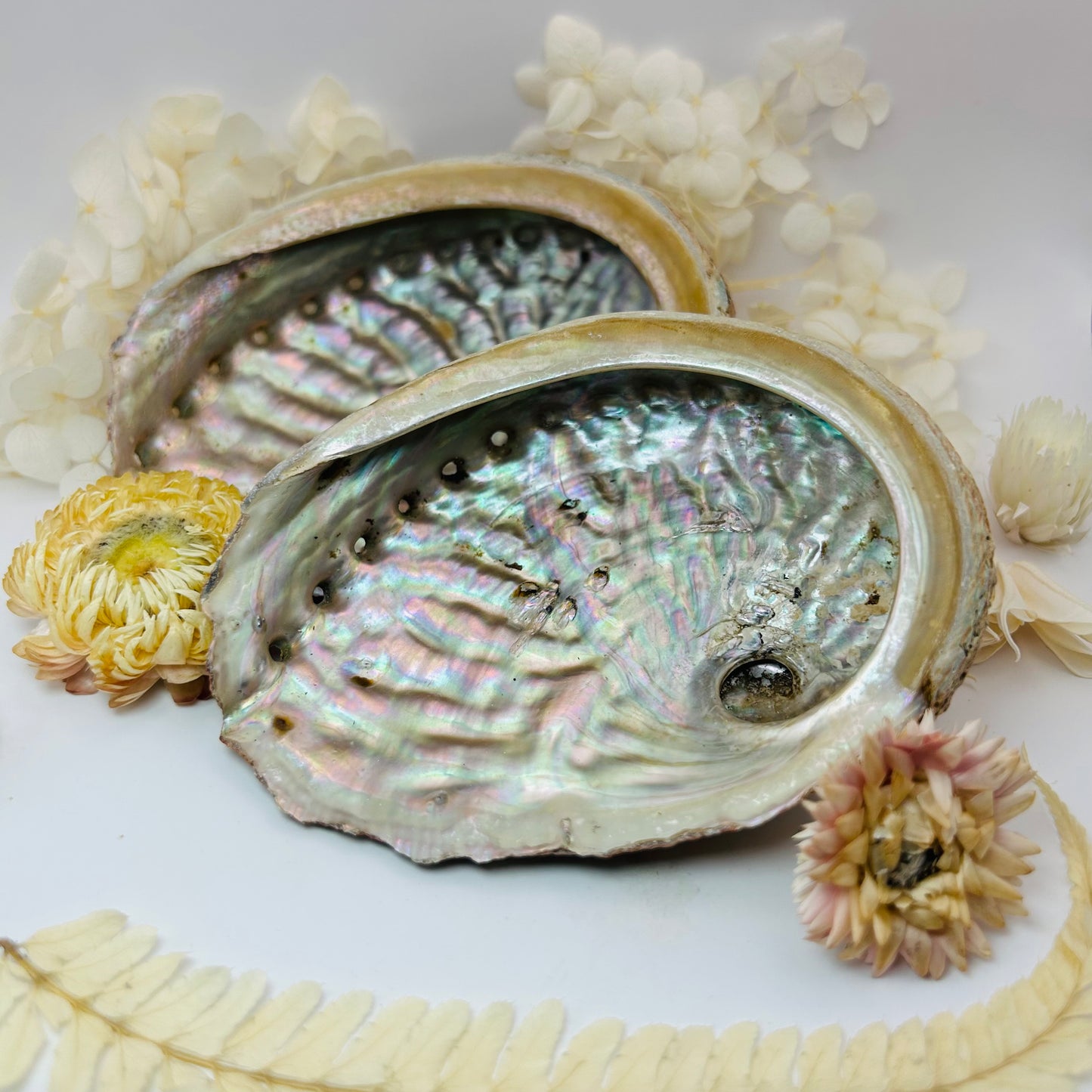 Abalone Shell