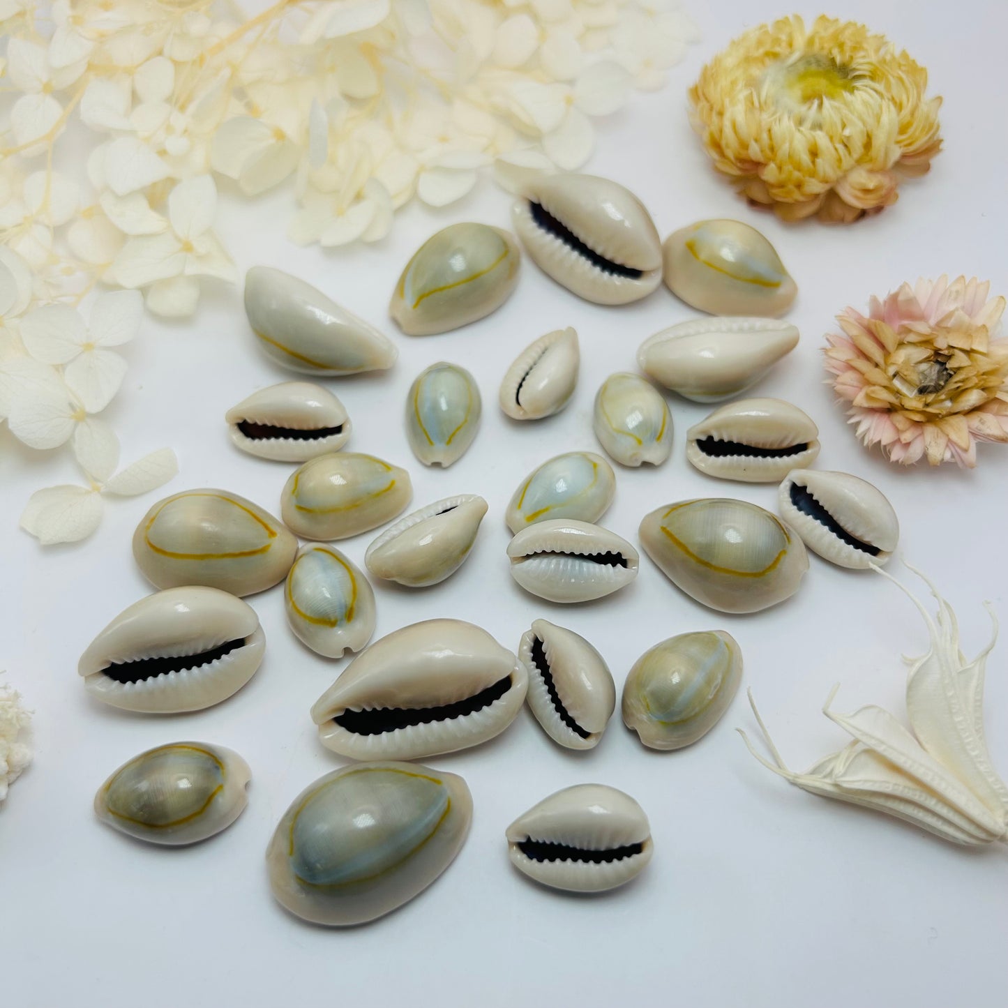 Divination Cowries (x4)