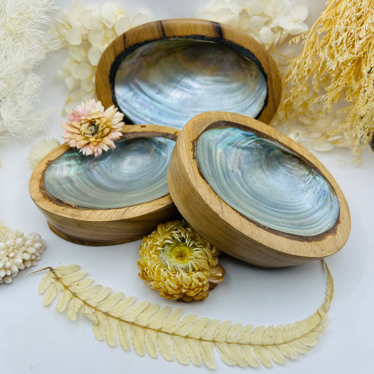 Abalone shell on its wooden stand (small)