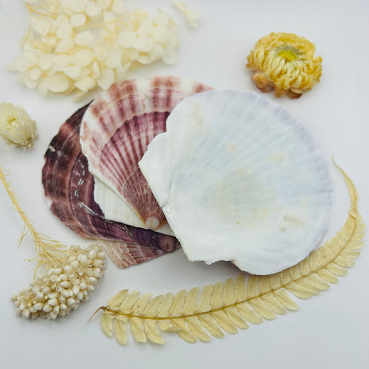 Scallop