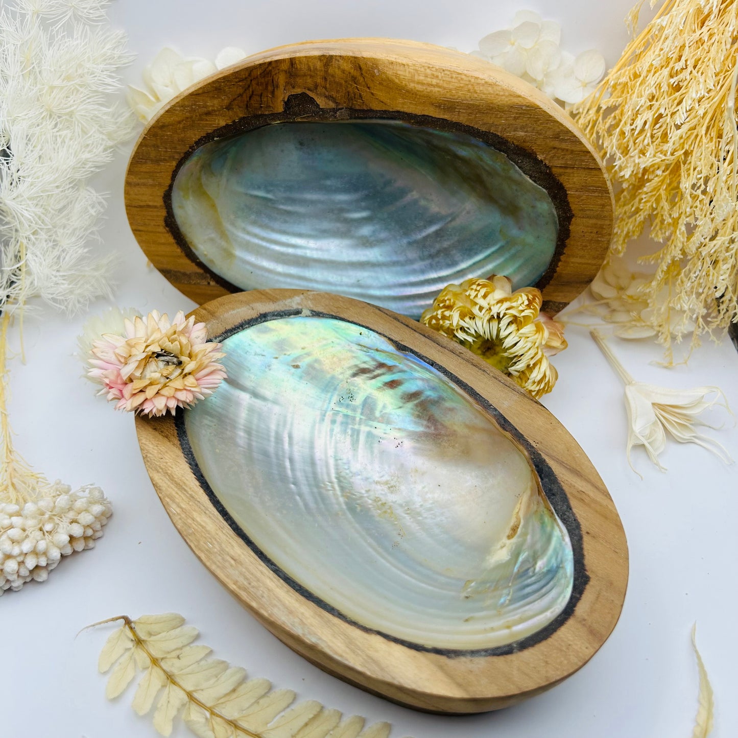 Abalone shell on its wooden stand (large)