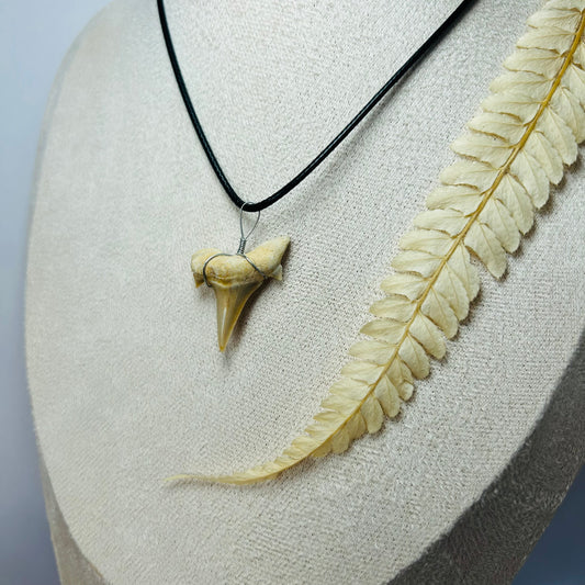 Shark Tooth Pendant
