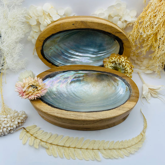 Abalone shell on its wooden stand (medium)
