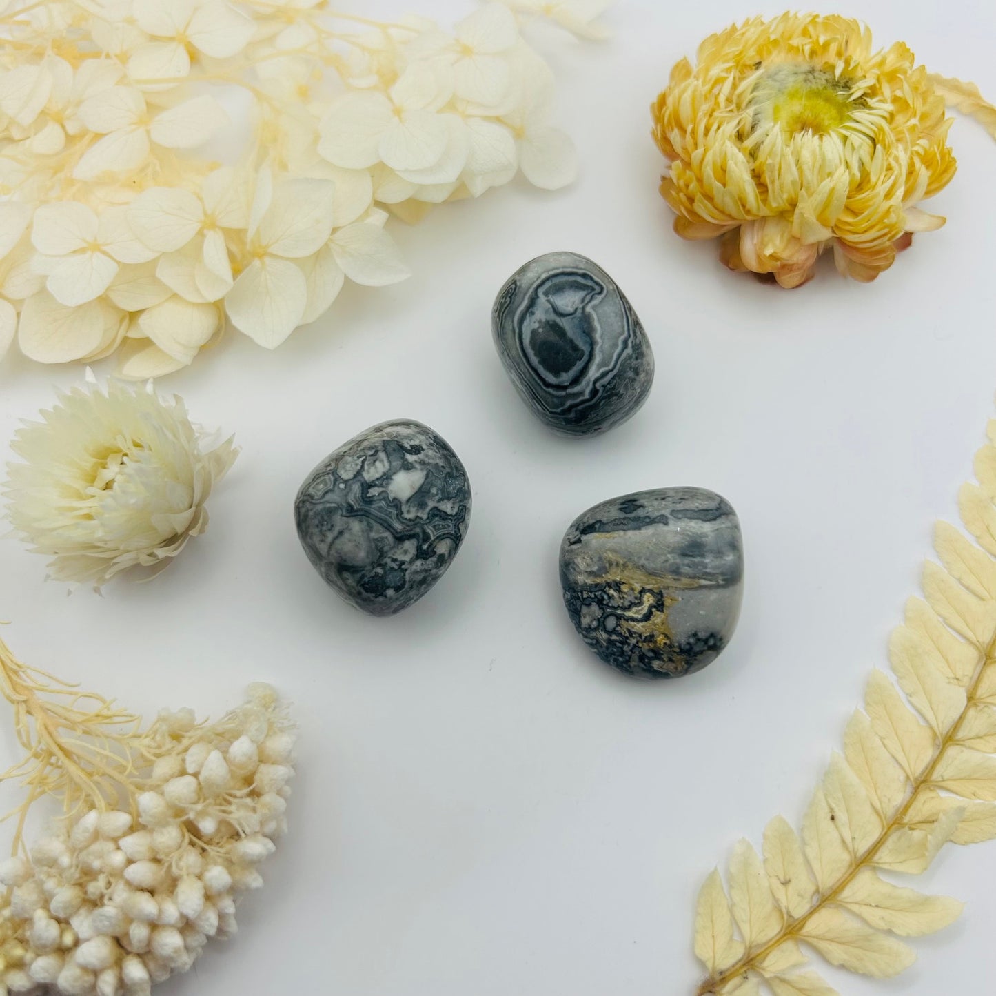 Gray Jasper (PR)